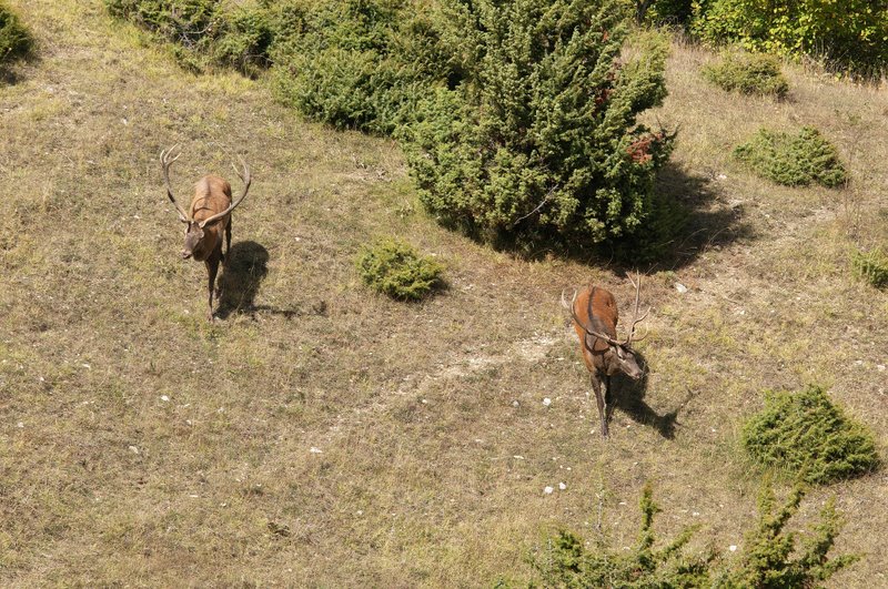 Un''arena molto contesa